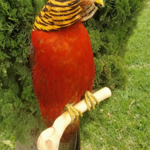 FAISAN DORADO