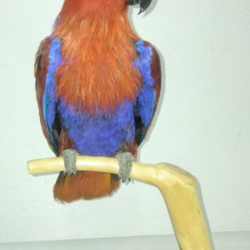 LORO ECLECTUS MACHO