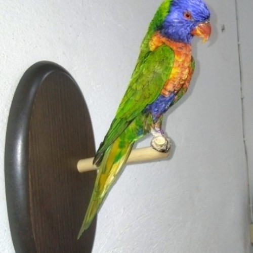 LORIS ARCOIRIS 