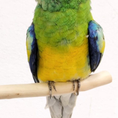 PERICO DORSIROJO clike sobre la foto  para verla ampliada