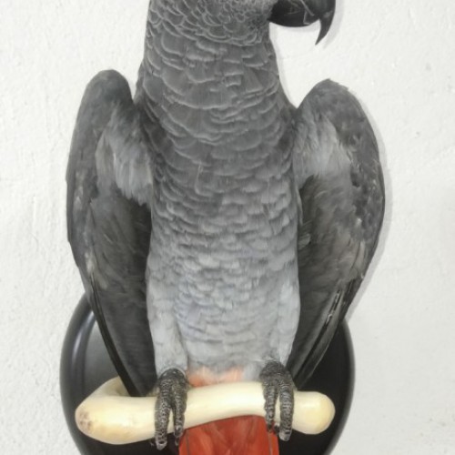 YAKO de cola roja