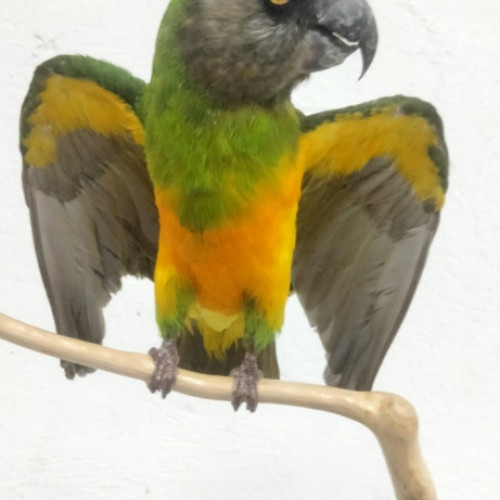 LORITO SENEGALES 