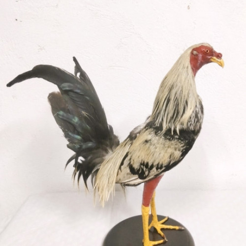 Gallo