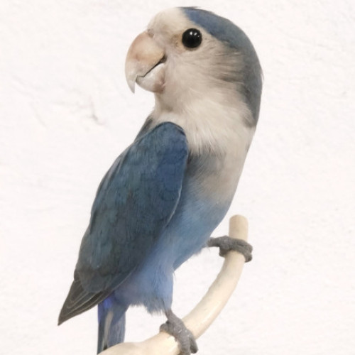 AGAPORNIS 