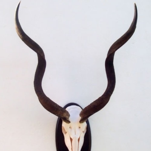 Cráneo de Kudu
