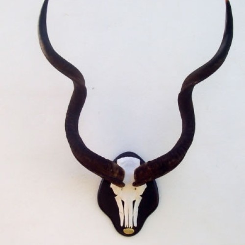 Fontal de Kudu
