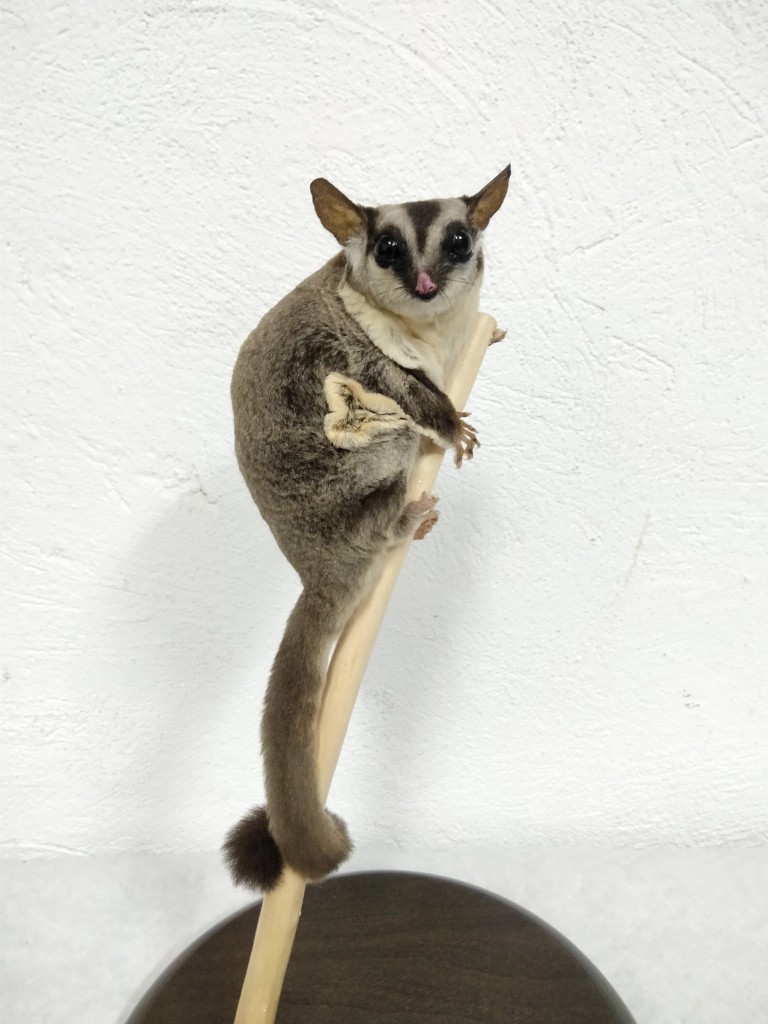 PETAURUS del azucar