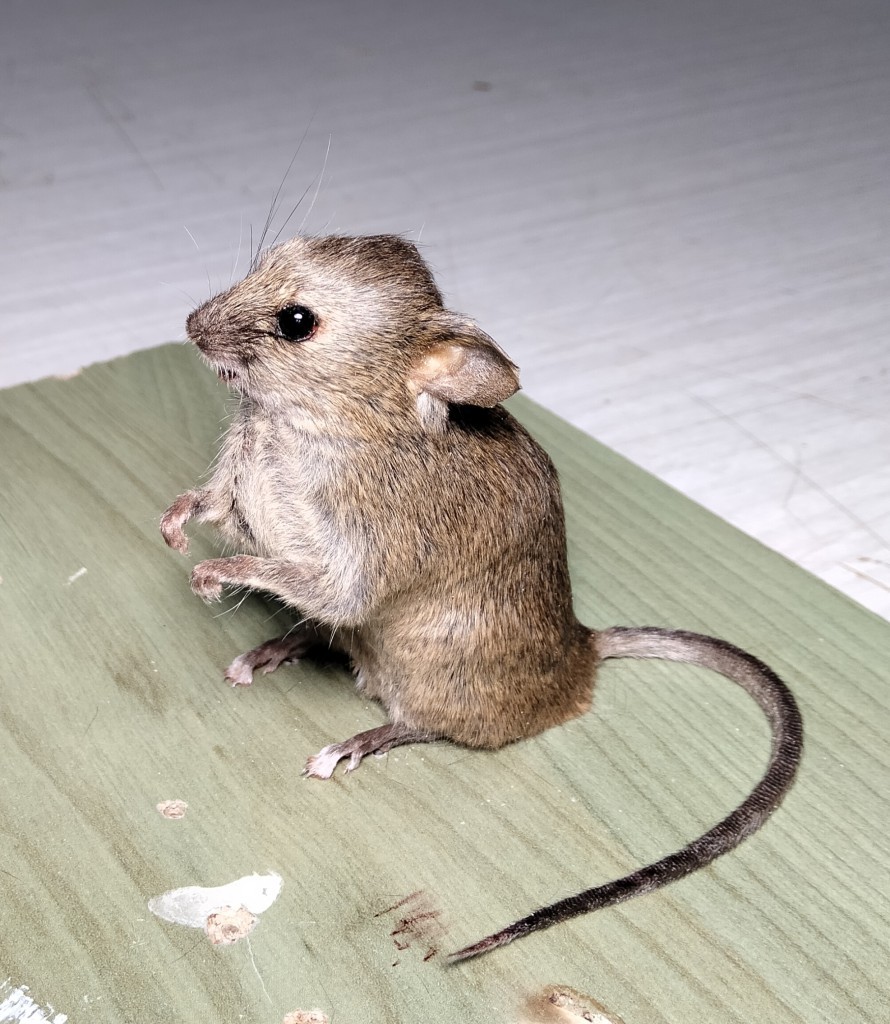 RATON COMUN 