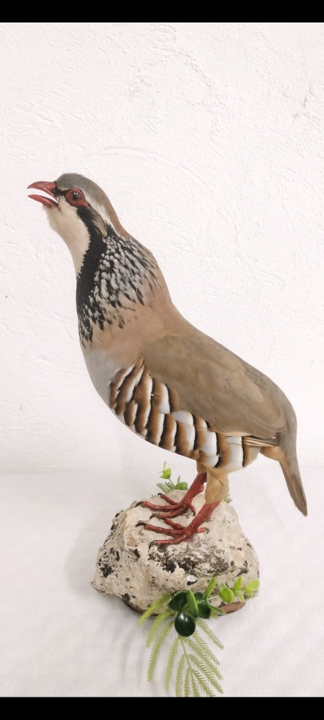 PERDIZ ROJA