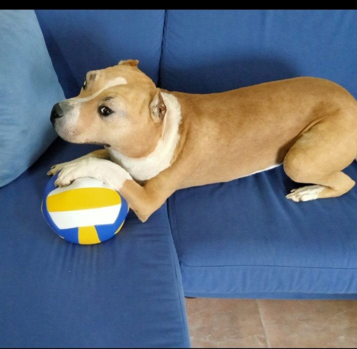 PITBULL