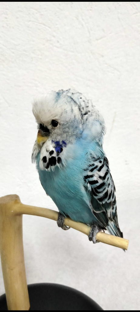 PERIQUITO