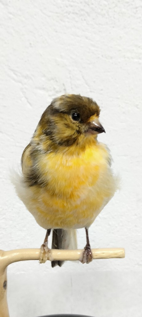 CAnario