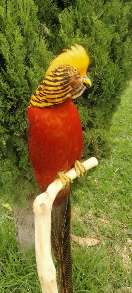 FAISAN DORADO