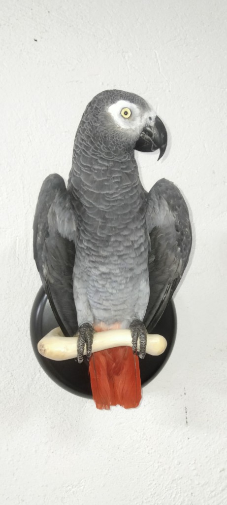 YAKO de cola roja