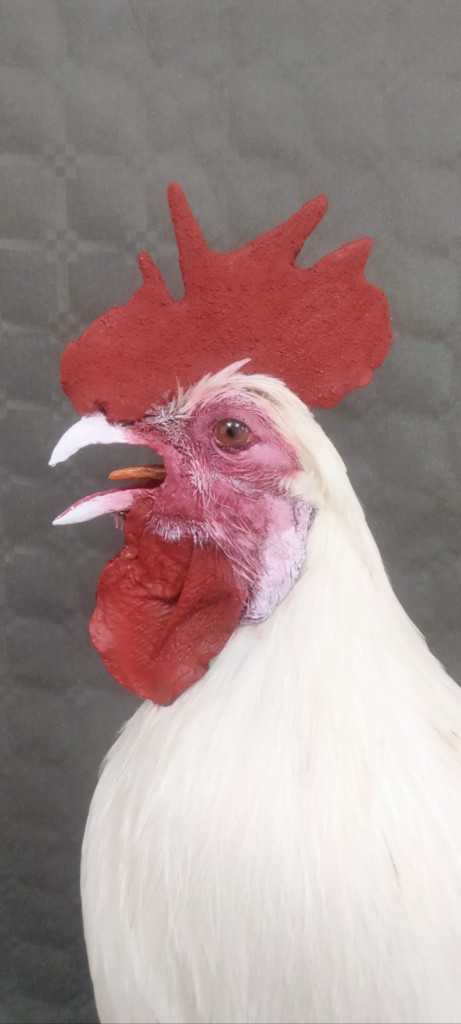 GAYO